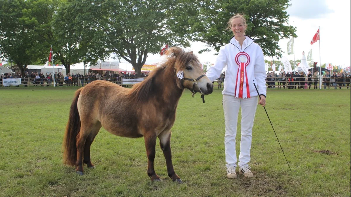 Bedste to-års hoppe: Shetlandspony (Gedsagergårds Gloria) fra Hanna Güngerich i Græsted, der selv stod for fremføringen. Foto: Jesper Hallgren