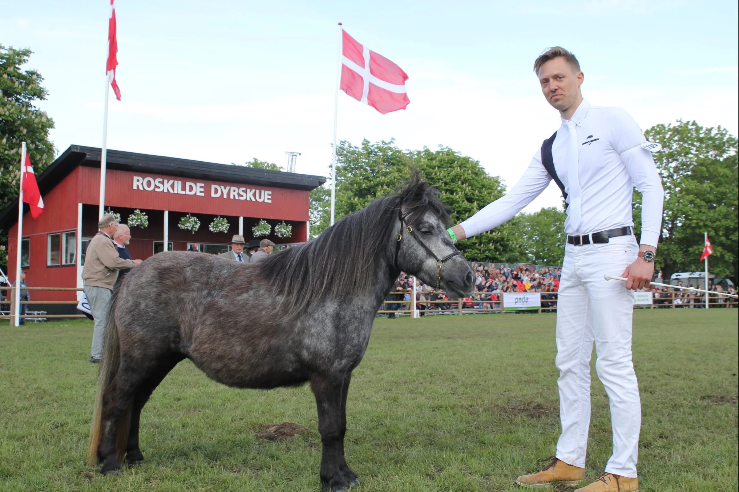 Bedste tre-års hoppe: Shetlandspony (Sandøs Helene) fra Pernille Sandø i Nr. Asmindrup – her repræsenteret af Lars Krogsgaard. Foto: Jesper Hallgren