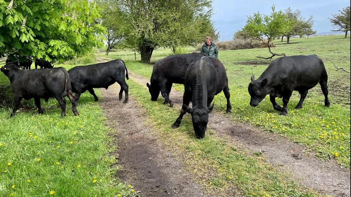 Det er en flok Angus-kvæg, som hjælper med naturpleje og afgræsning på Livø. Foto: Friland