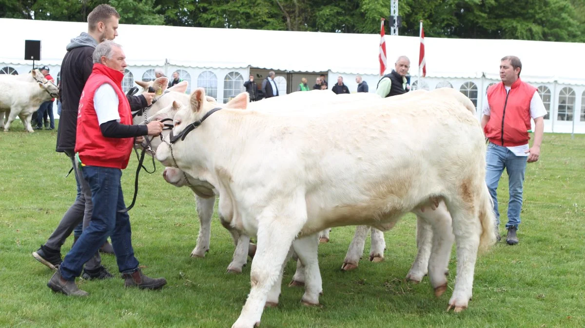 Nørgaard I/S kunne tage hjem fra Fjerritslev Dyrskue med både skuets bedste kødkvægskvie samt skuets bedste kødkvægspar. På Dyrskuet Thy-Mors  trækker de igen deres Charolais-kvæg i ringen. Fotos: Line Brusgaard 