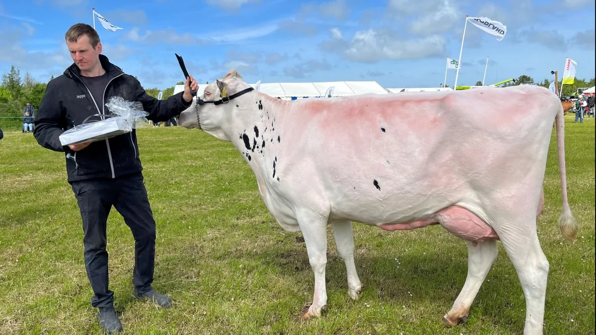 Bedste yngre Holstein og vinder af NTM-konkurrencen: Jeppe Skovgaard, Houe ved Lemvig