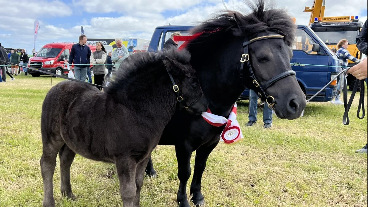 Skuets bedste avlshest: Stutteri Bådsgård ved Mette Skov Johansen, Højslev – shetlandspony, hoppe med føl
