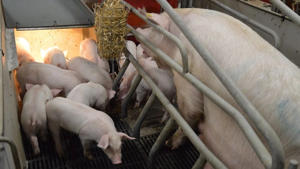 Foderstyrken i farestalden kan ifølge SvineRådgivningen også ses efter i sømmene, når det handler om at kigge i krogene efter besparelser. Arkivfoto: Camilla Bønløkke