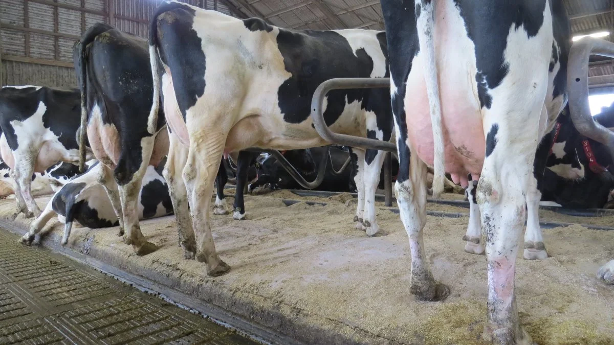 Indenfor 14 dage efter, at Henrik Hansen havde fået monteret CowTex-madrasser i stalden på Heinsgaard, steg den daglige, gennemsnitlige ydelse med cirka 2,5 kg mælk pr. ko. Og madrasserne er stadig helt intakte efter tre års brug.