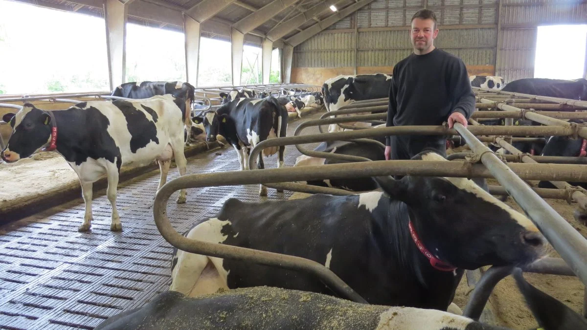 Henrik Hansen fik i 2019 monteret CowTex-madrasser i stalden på Heinsgaard, hvor der er 130 køer. Året efter overtog han en naboejendom, hvor de 230 køer nu også ligger på denne type madrasser. Sidstnævnte sted steg den daglige gennemsnitsydelse pr. ko fra 27 til 34 kg mælk i løbet af det første år. 