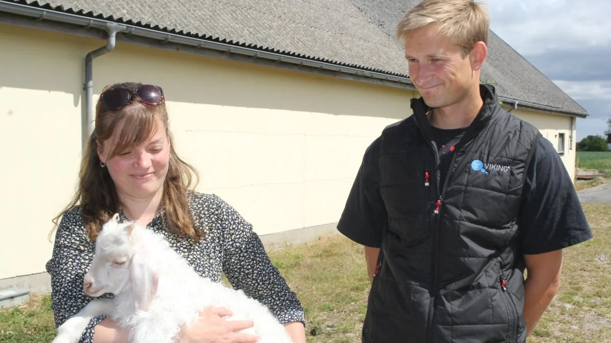 Sara Højgaard Jørgensen og hendes kæreste Henrik Jensen deltager med fem mohairgeder på Det Fynske Dyrskue. Fotos: Henriette Lemvig