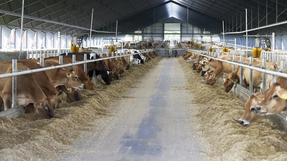 En undersøgelse blandt mælkeproducenter viser, at der er mange, som løber en stor risiko for at invitere smitten indenfor. Fotoet har ikke noget konkret med undersøgelsen at gøre. Arkivfoto