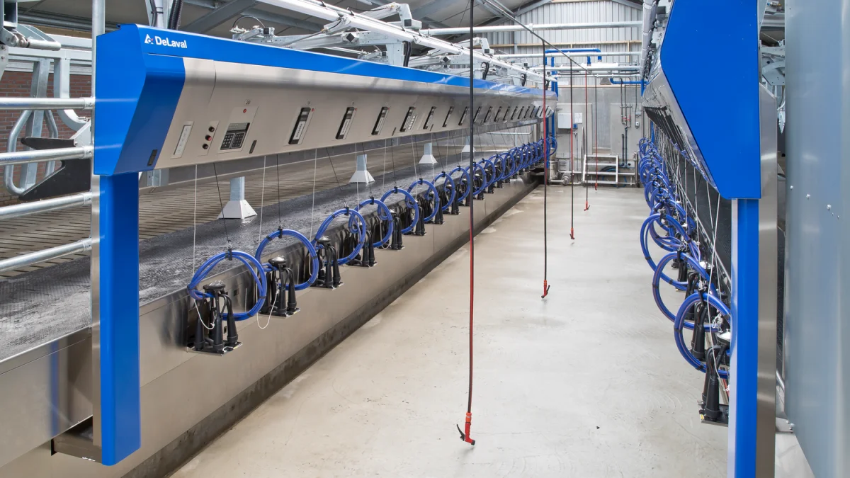 DeLaval holder Åben stald på den første parallelstald P500 i Danmark. Foto: DeLaval