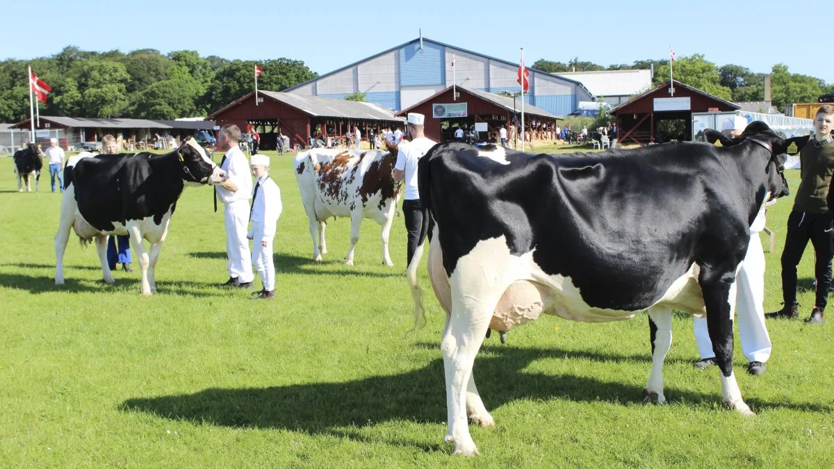 Køerne vil igen indtage ringen i Horsens, når dyrskuet den 18. og 19. juni vender tilbage. Arkivfoto