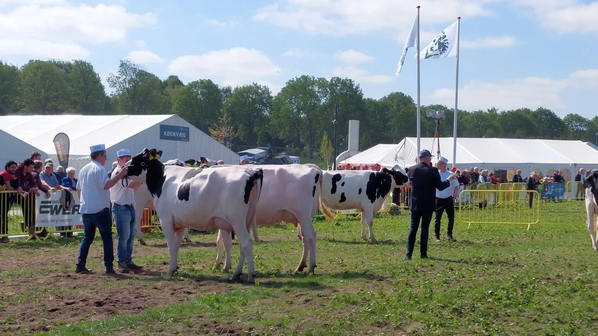 Allerede fra morgenstunden og hele formiddagen var mange dyr i ringen til bedømmelse. Her en gruppe sortbrogede Holstein-kvier. Foto: John Ankersen

