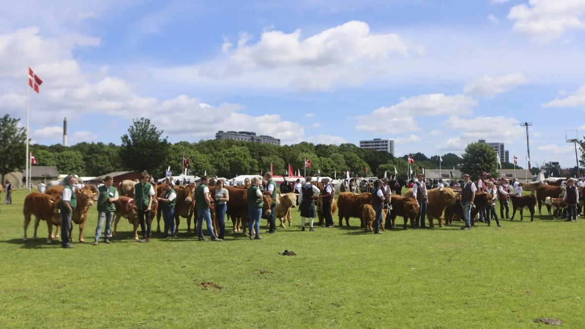 I forhold til det seneste skue i 2019, hvorfra dette billede stammer, bliver udstillingen af kødkvæg i den kommende weekend halveret til kun 40 dyr. Foto: Erik Hansen