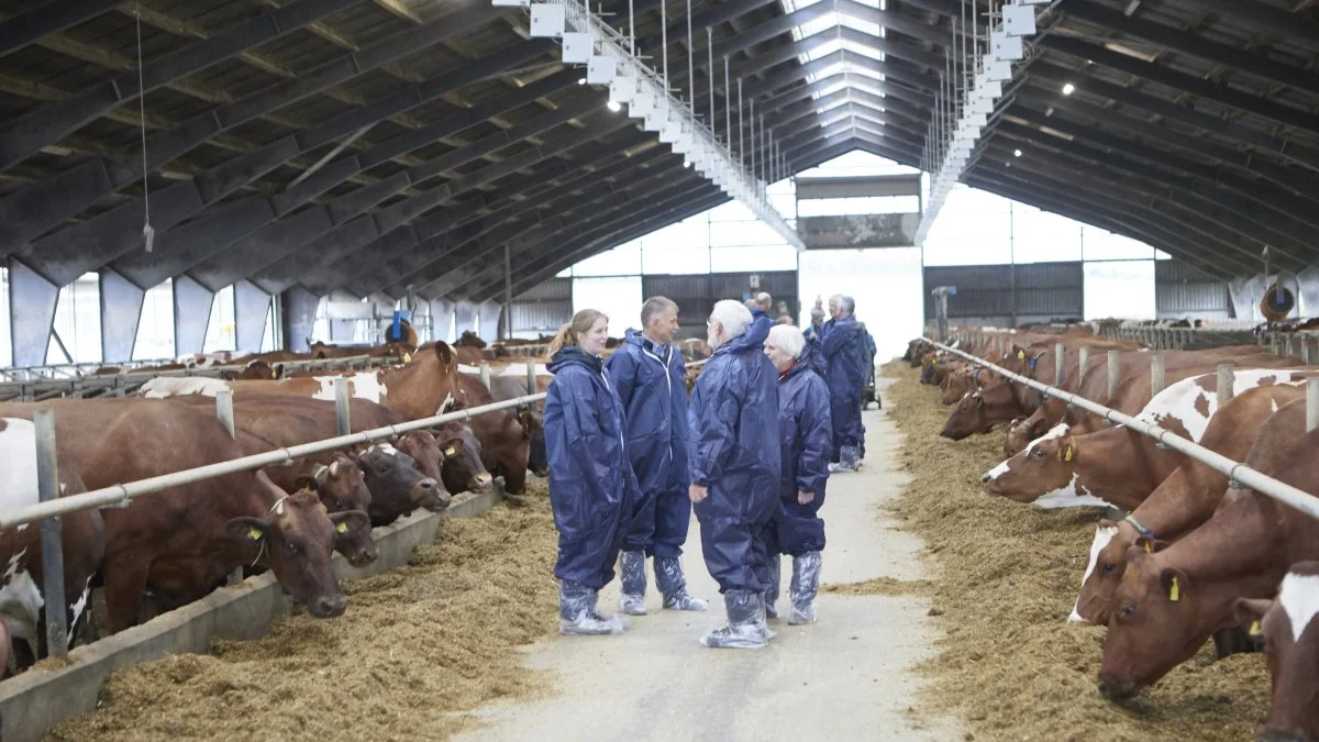 Kameraerne i loftet i stalden hos Jacob Serup Pedersen registrerer mængden af foder døgnet rundt sammen med genkendelse af hver enkelt ko ved foderbordene. Dataene anvendes allerede ved eventuel udskydelse af insemineringen af køer, som har tabt sig efter kælvningen. På sigt er det håbet, at Seges-projektet kan skabe et avlsindeks for fodereffektivitet.  Fotos: Erik Hansen