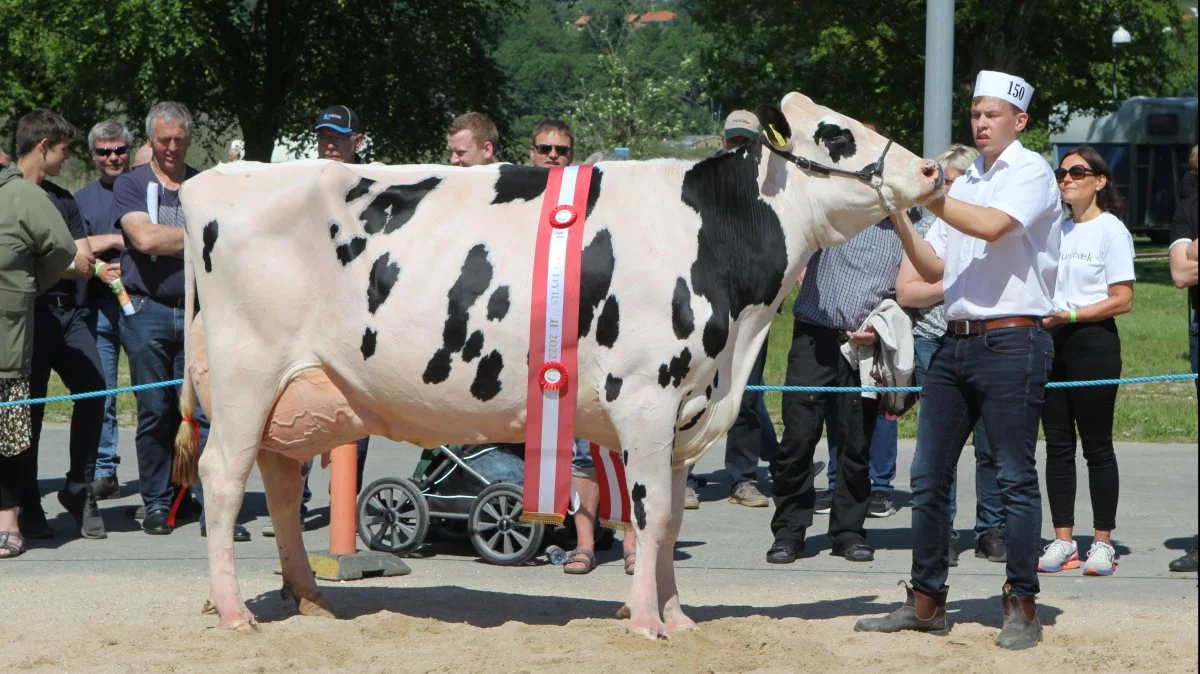 VH Comxa P-datteren fra Andreas Vestergård fik 24 point og høstede titlerne som henholdsvis bedste ældre Holsteinko samt skuets bedste ko.