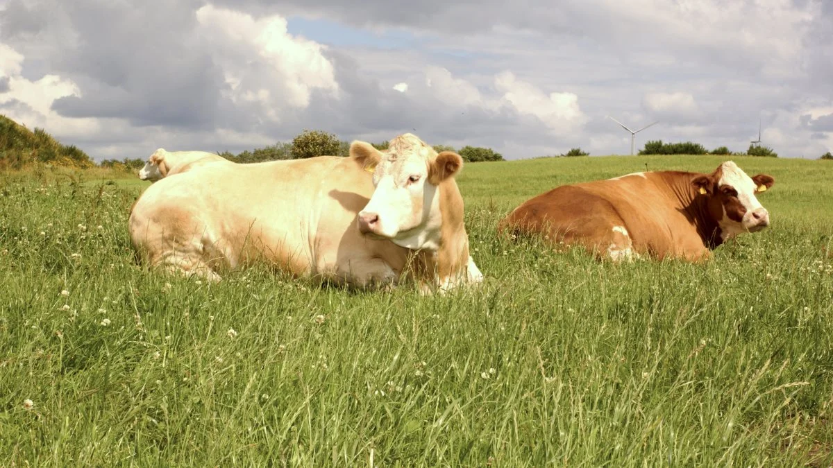 Der er fokus på biodiversitet og naturpleje, når Dansk Simmental Nord inviterer til Rubjerg Knude Fyr den 9. juli. Arkivfoto