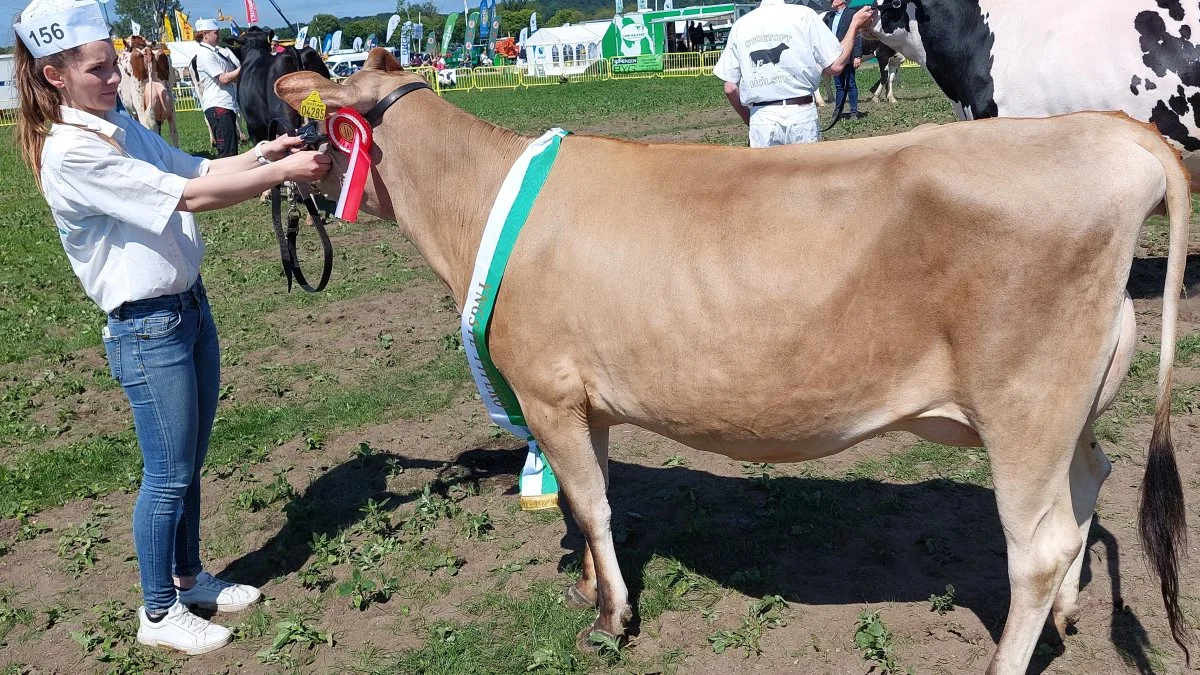 Bedste yngre Jersey-ko blev ko 53448-04285 fra Højager Holstein v/Erik Hansen, Rødding. Foto: John Ankersen