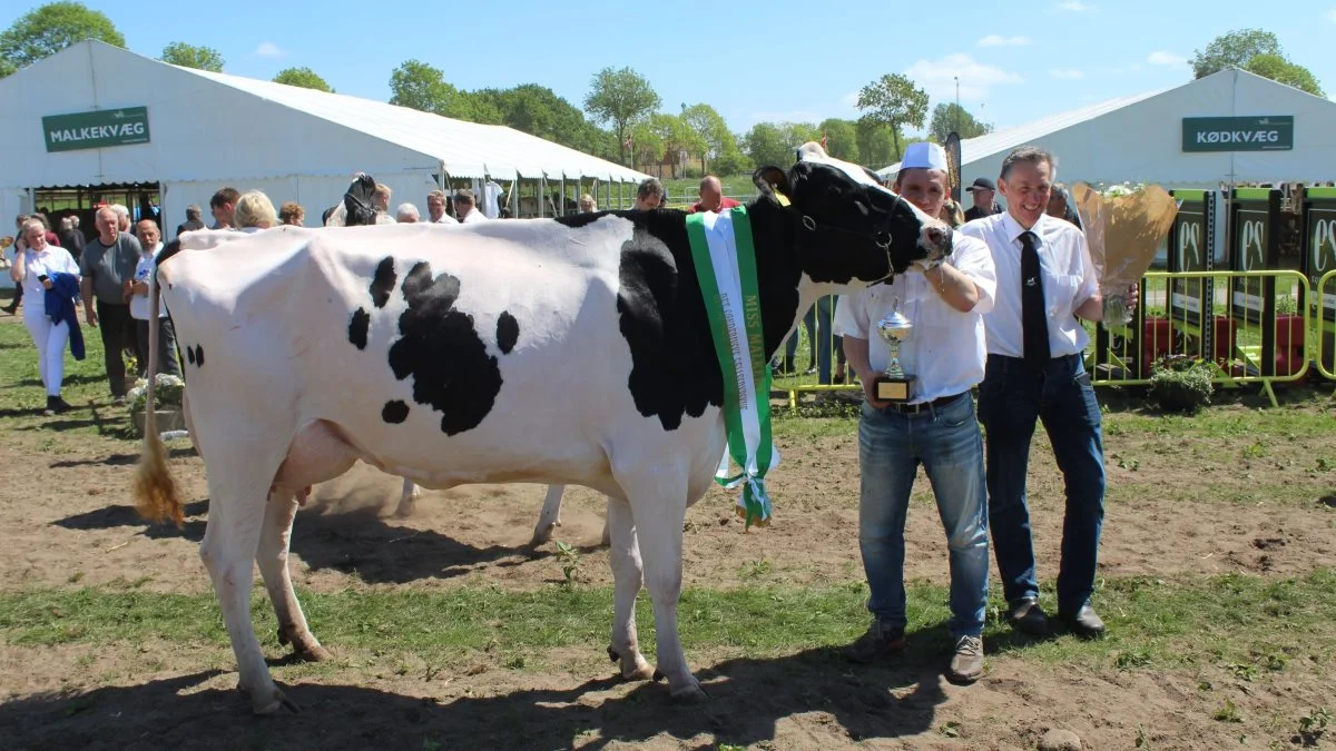 Bedste unge ko samt Miss Malkeko 2022 blev Holstein-koen 51814-06128 fra Højager Holstein v/Erik Hansen, Rødding. Foto: John Ankersen