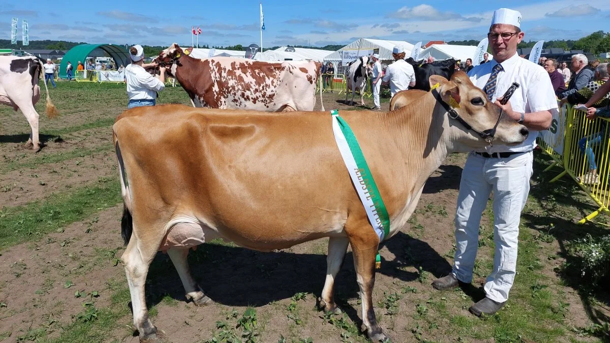 Bedste ældre Jersey-ko blev ko 52696-04097 fra Andre Van Weerdenburg, Rødding. Foto: John Ankersen