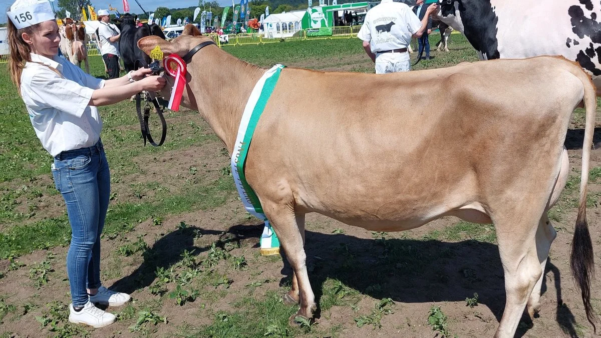 Bedste yngre Jersey-ko blev ko 53448-04285 fra Højager Holstein v/Erik Hansen, Rødding. Foto: John Ankersen