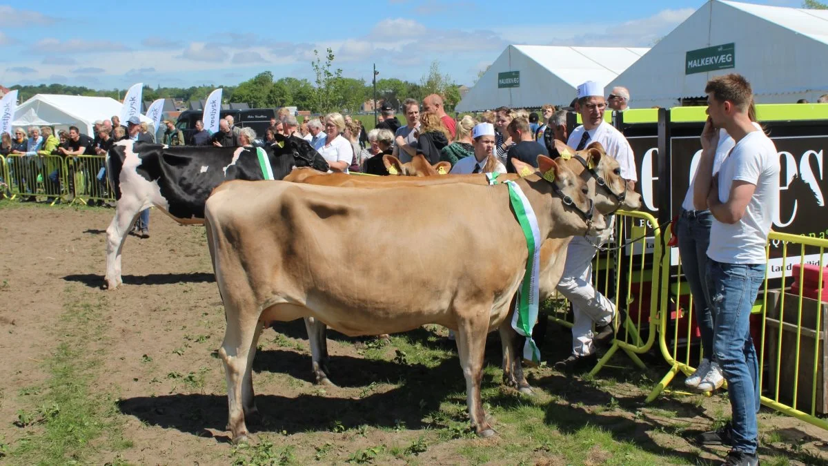 Bedste Jersey-kvie blev kvien 52696-04469 fra Andre van Weerdenburg, Rødding. Foto: John Ankersen