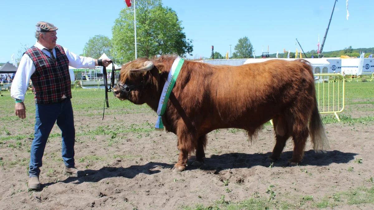 Kødkvæg – Skuets bedste tyr på tværs af racerne blev skotsk højland(Highland Cattle) – Tyren Dybkjærs Orlando fra Dybkjærs Highland Cattle v/Mogens Rasmussen, Rødding. Foto: John Ankersen