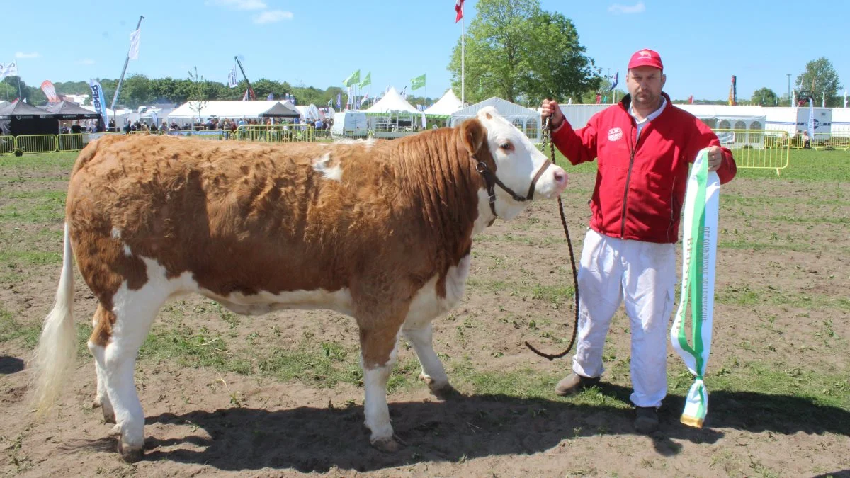 Kødkvæg – Skuets bedste kvie på tværs af racerne blev Simmental – Kvien Birkesig Rosalina P v/Birkesig Simmental, Jesper Jensen, Bramming. Foto: John Ankersen
