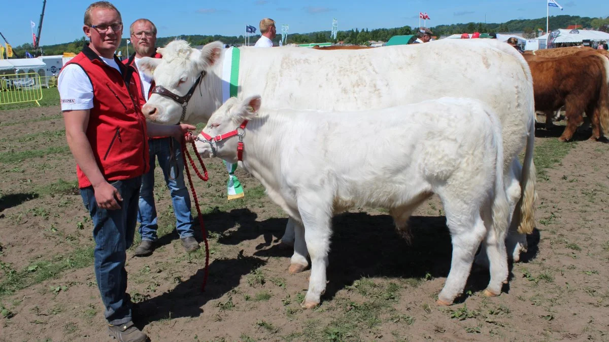 Kødkvæg – Skuets bedste ko på tværs af racerne blev Charolais – koen Opal Kærgård v/Kristensen I/S, Agerskov. Foto: John Ankersen