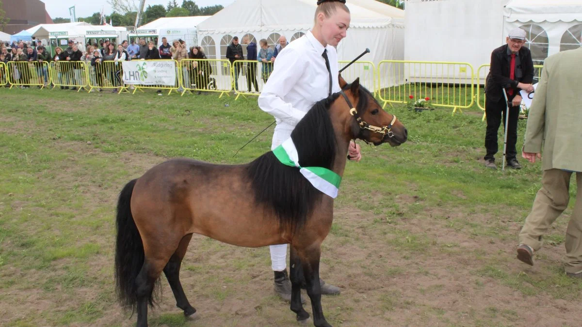 Heste – Skuets bedste hingst blev Miniature – hingsten Highlight Mr. Carraway v/Katusa Miniaturehorse – Lise og Daniel Katusa Romer, Bogense. Foto: John Ankersen