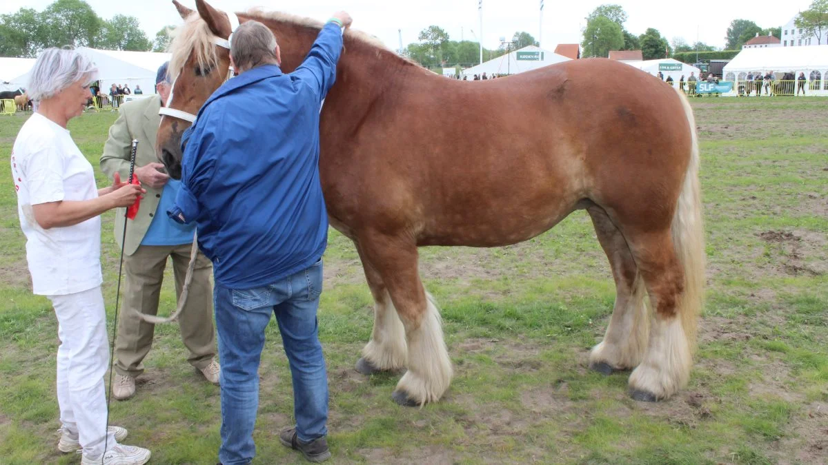 Heste – Skuets bedste 3. års hoppe blev Jyske heste – hoppen Honey fra Inger Iversen Sørensen, Løgumkloster. Foto: John Ankersen
