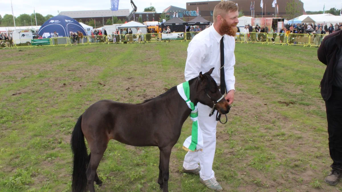 Heste – Skuets bedste 2. års hoppe blev Miniature – hoppen Katusa Primera by Night v/Katusa Miniaturehorse – Lise og Daniel Katusa Romer, Bogense. Foto: John Ankersen