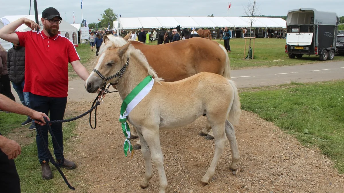 Heste – bedste føl blev Haflinger – føllet af Mira fra Jacob og Henning Nissen, Rødekro. Foto: John Ankersen