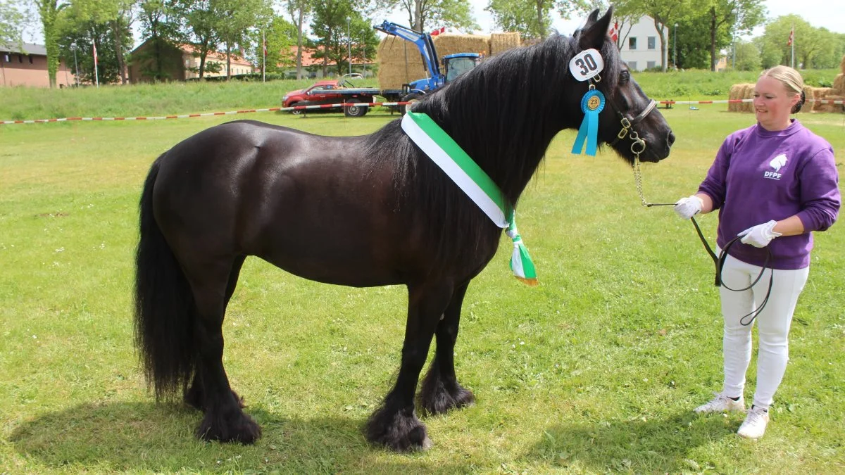 Heste – Bedste Goldhoppe gik til Fell Pony med hoppen Gartnergaardens Dahlia fra Pia Kohls, Nordborg. Foto: John Ankersen