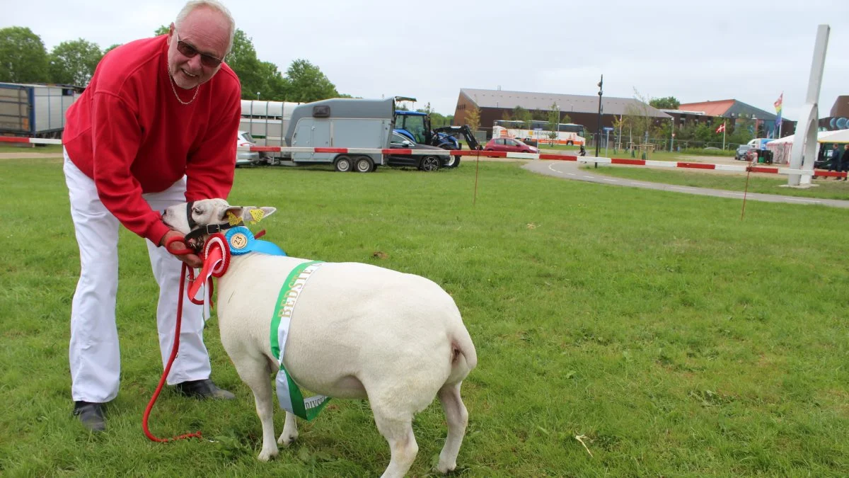 Får – Skuets bedste 1. års får gik til texel v/Lindings Texel – Lars Linding, Ribe. Foto: John Ankersen