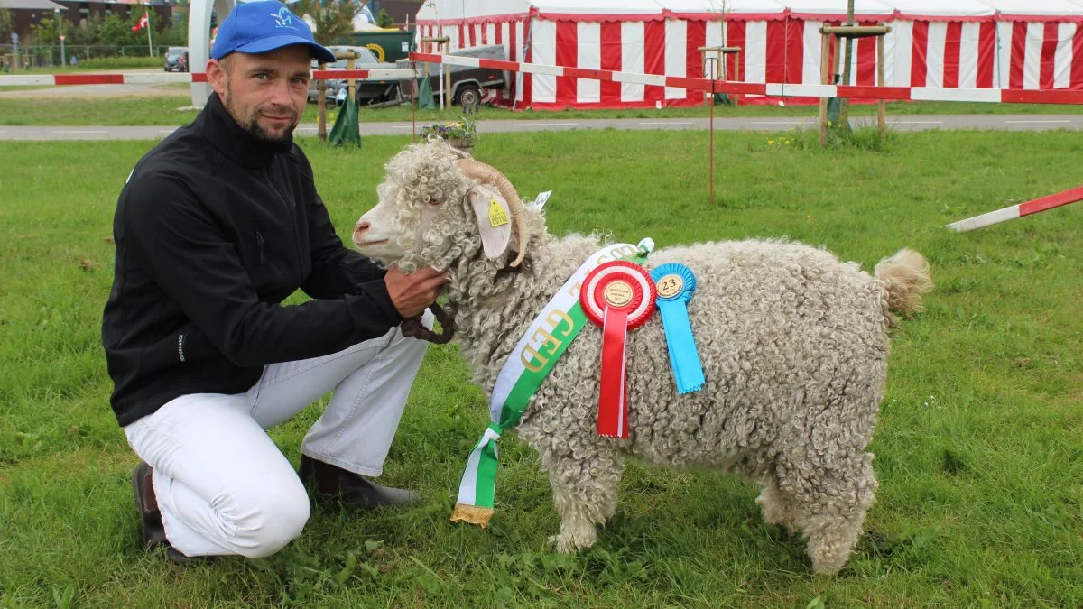 Geder – Bedste ged blev Mohair-geden Hovmose Tuva fra Kim Lindegaard Jørgensen, Skelsbæk, Otterup. Foto: John Ankersen