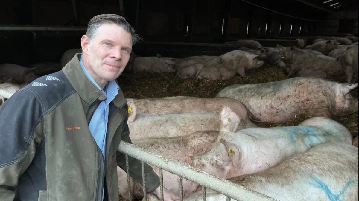 Peter Kiær har en svineproduktion med 750 søer, der producerer 24.000 grise årligt, hvoraf 18.000 sælges som 30 kg-grise til en dansk landmand, der feder dem op i Danmark, mens de 6.000 fedes op på Storgaarden.