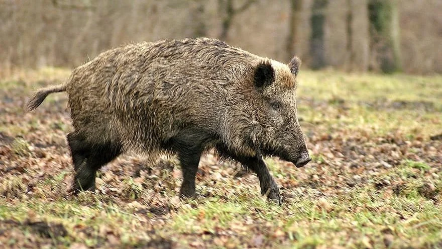 Foto: Arkivfoto