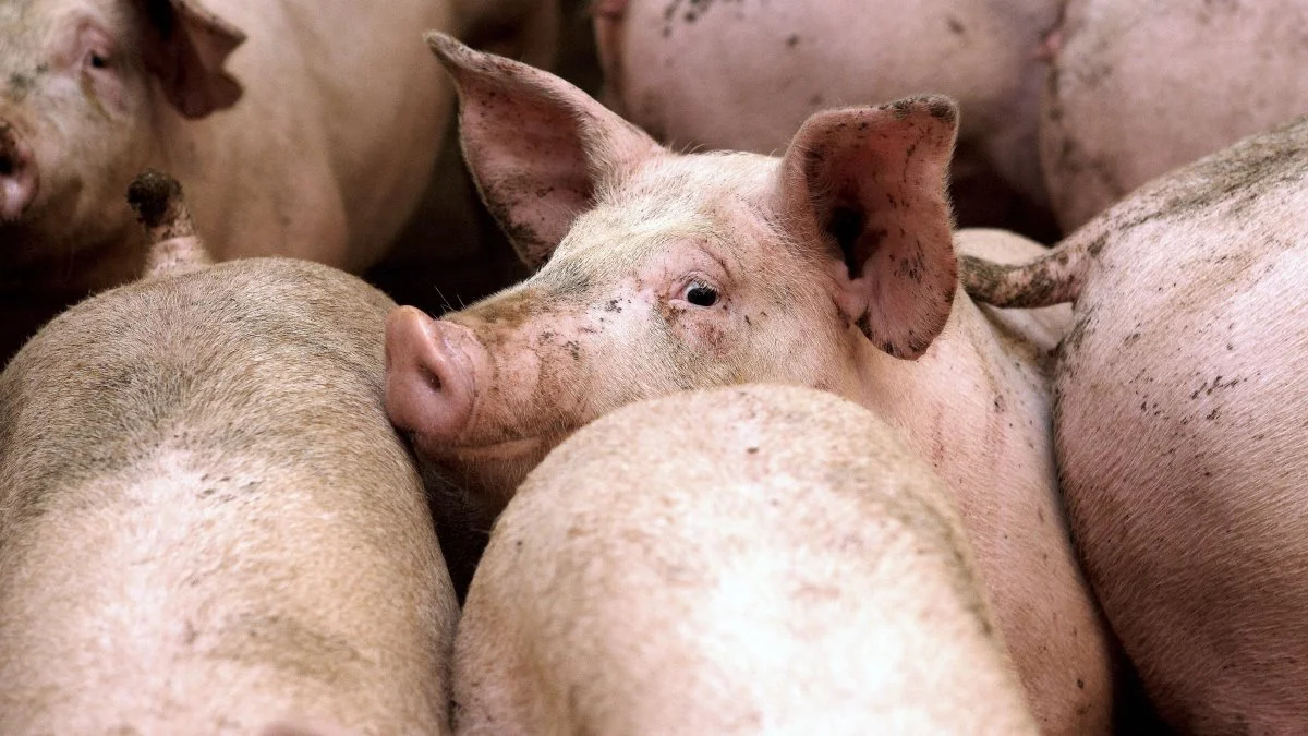 Målet med DanBreds nye organisationsstruktur er ifølge avlsselskabet at sikre, at endnu flere producenter over hele verden kan opnå topresultater. Arkivfoto