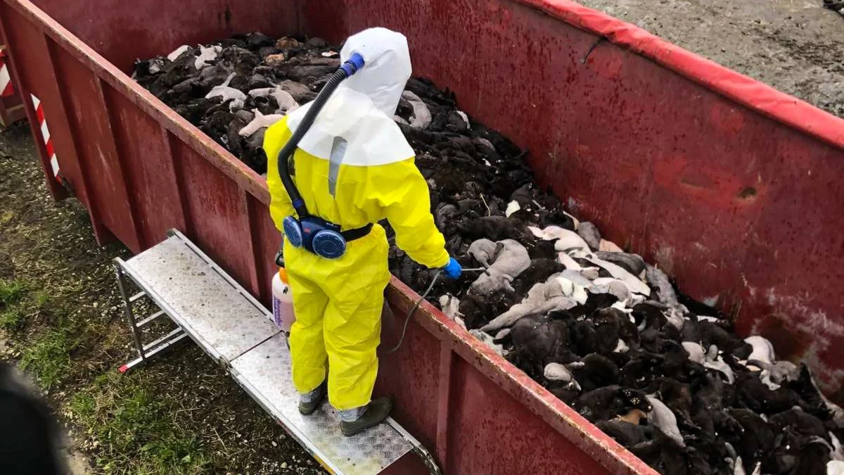 Om et par uger kommer Minkkomissionen efter planen med deres rapport om forløbet omkring aflivningen af alle mink i Danmark i efteråret 2020. Arkivfoto: Brian Langballe Kristensen