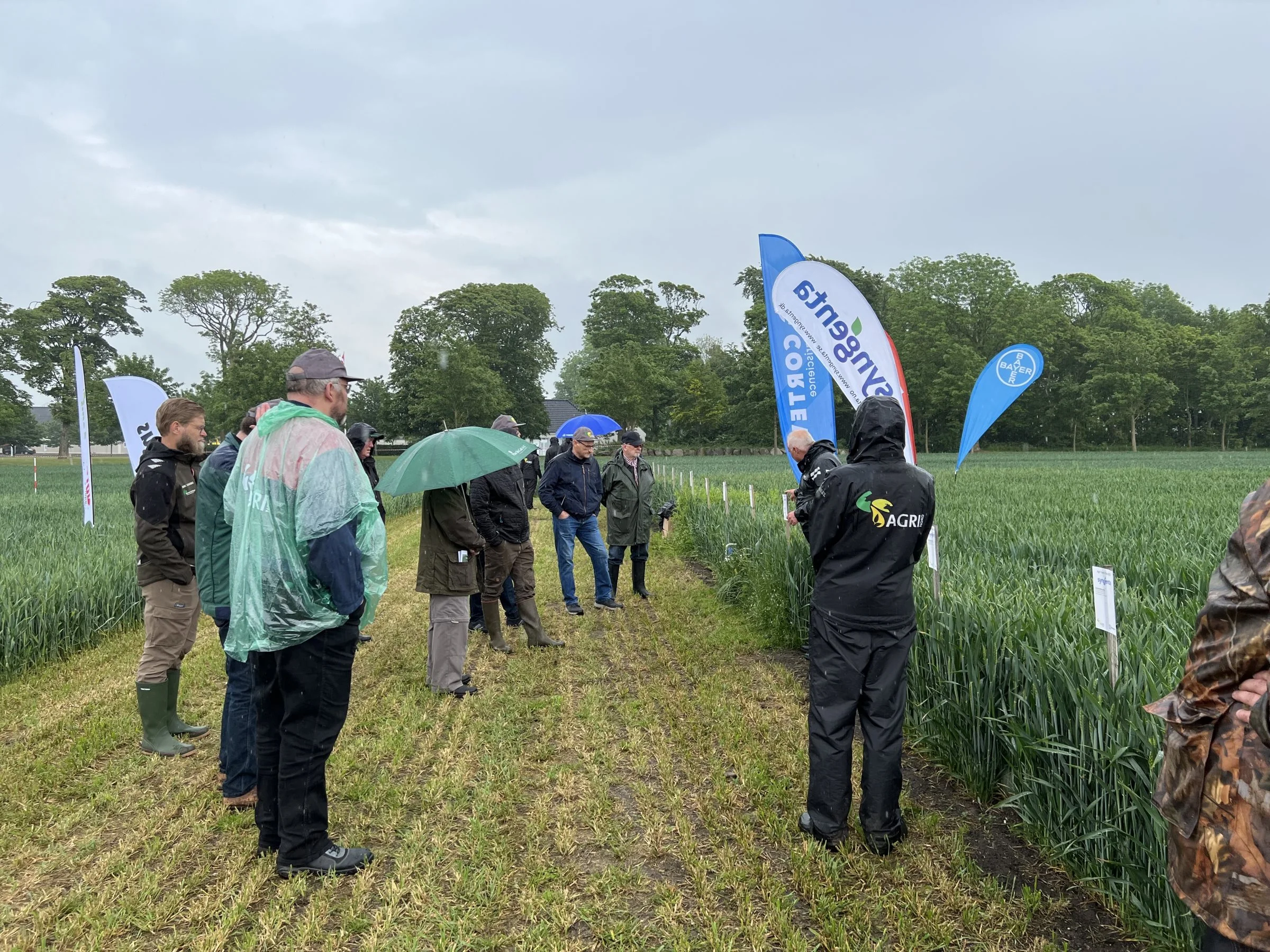 Mens regnen silede ned over Klarup syd for Aalborg blev deltagerne til årets Agri Farm Day ledt gennem forsøgsparcellerne og hørte om alt fra sortsvalg til svampebekæmpelse. Foto: Kasper Stougård 