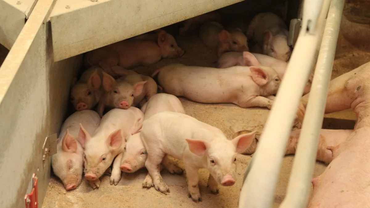 Når grise kuldudjævnes, øger det forbruget af antibiotika inden fravænning, men ikke efter fravænning, fremgår det af ny, dansk forskning. Arkivfoto: Anne Wolfenberg