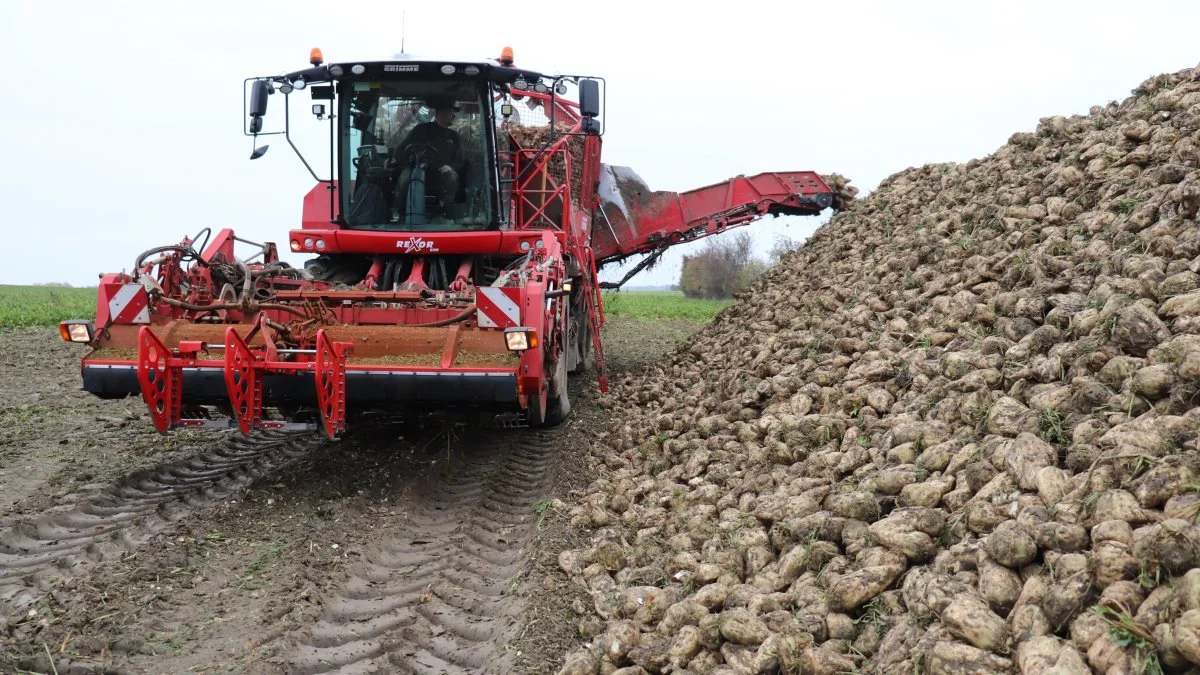 De nye kontrakter mellem Nordic Sugar og sukkerroedyrkerne er ganske fordelagtige, lyder det. Arkivfoto