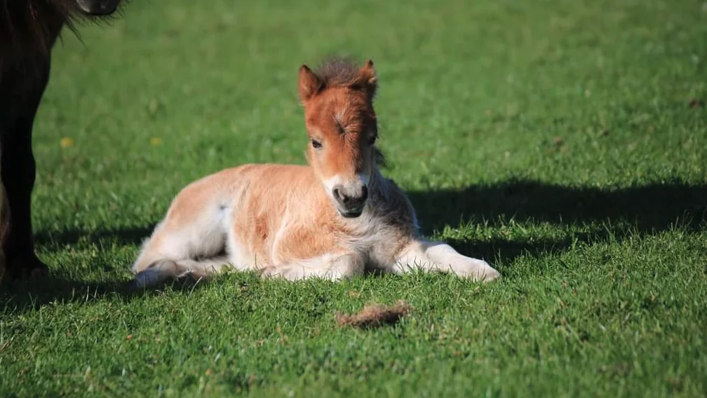 Sønderskovs Tiny Mustang Sally.