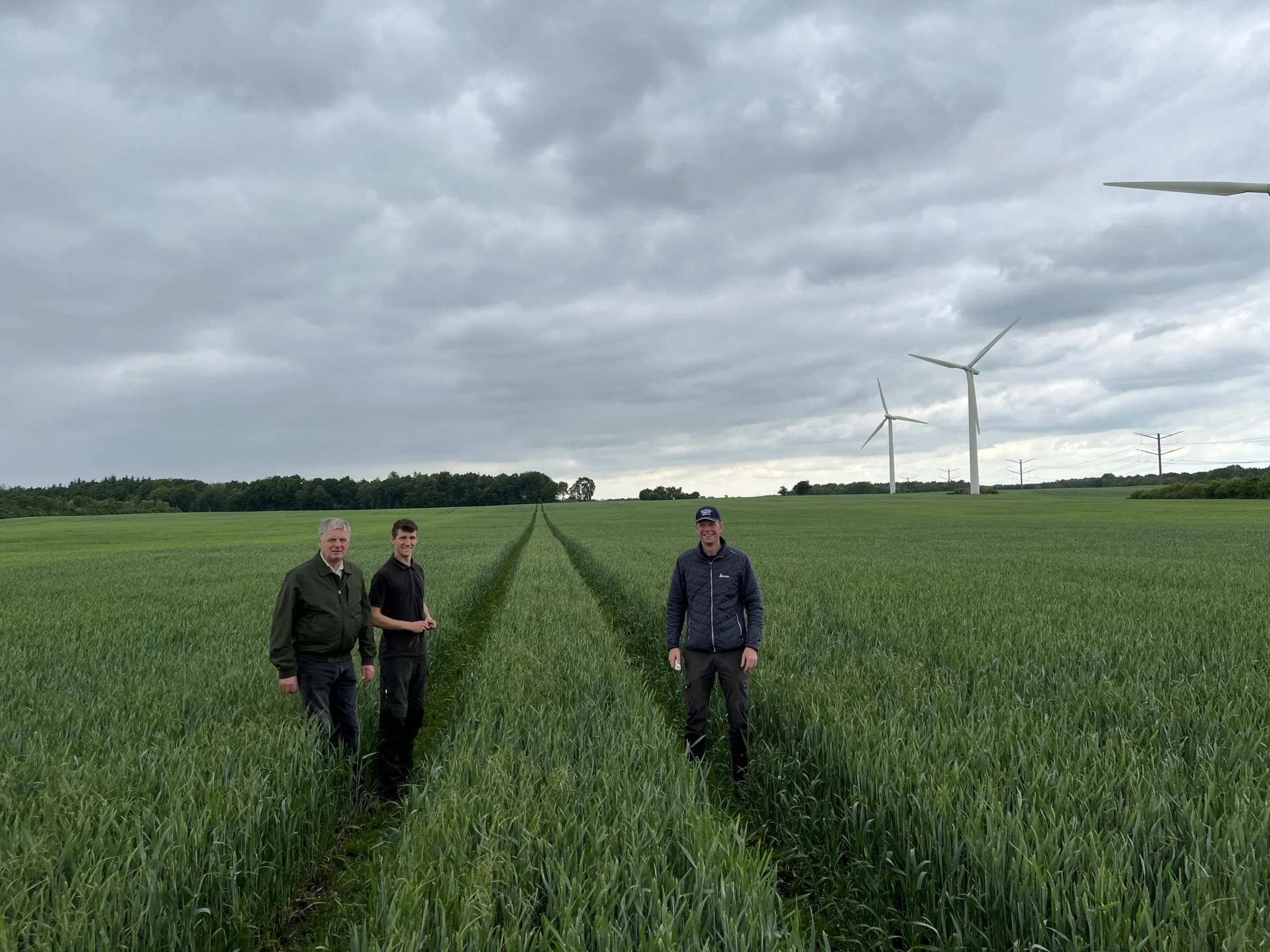 Hans de Neergaard, Asbjørn de Neergaard og Just Bach Andersen fra BASF i hvedemarken. Hveden på testarealet har tydelig farveforskel mellem områderne, hvor der er og ikke er tilsat Vizura til gyllen. Foto: Kasper Stougård