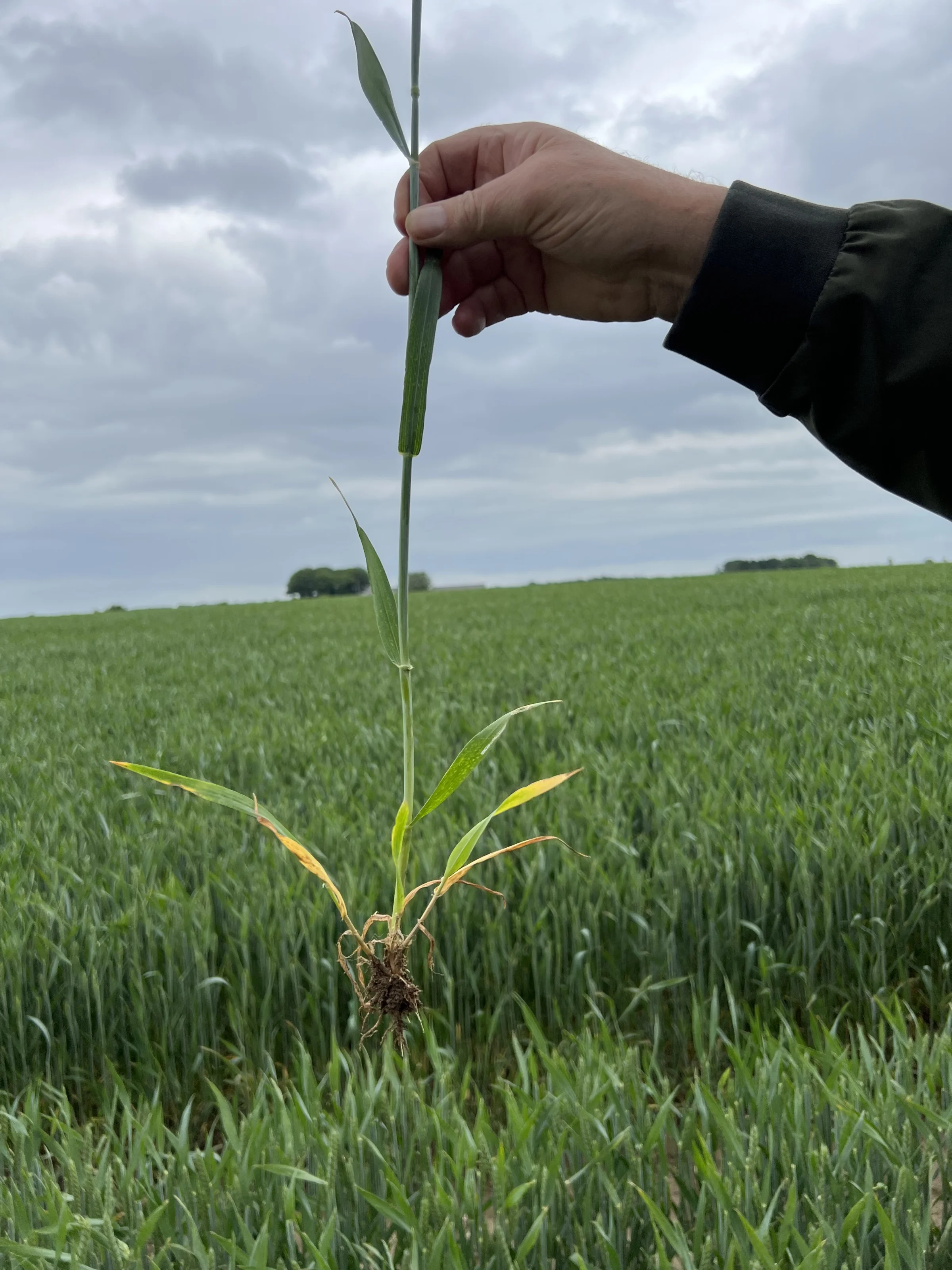 RGT Saki-hveden på Vindumovergaard har aborteret sideskud i stort omfang. Hans de Neergaard ved ikke, om det er kulden eller tørken, der har gjort det, men tror mest på det sidste. Foto: Kasper Stougård 