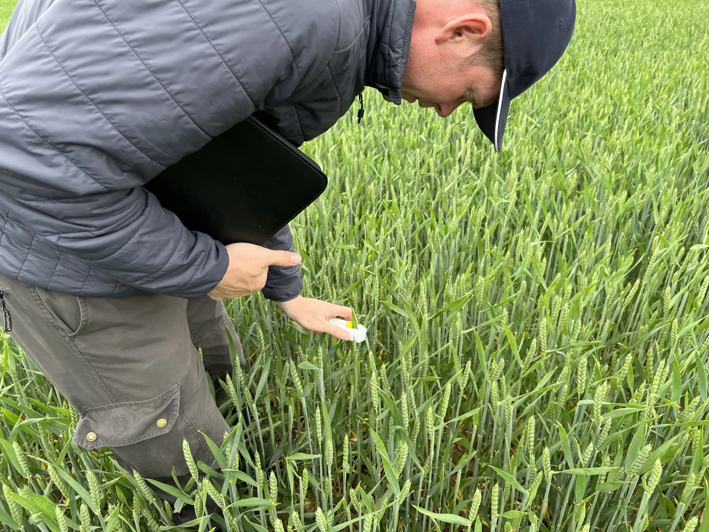 N-testeren måler klorofyl-indhold i bladet. Efter 30 klip i det nyeste blad på planterne leverer den en status på plantens kvælstofbehov. Foto: Kasper Stougård 