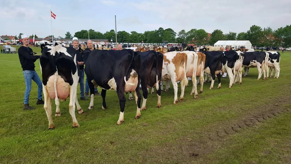 Bedste Holstein-besætningsgruppe: I/S Lille Djernæs ved Mogens og Erling Futtrup, Tvorup ved Thisted