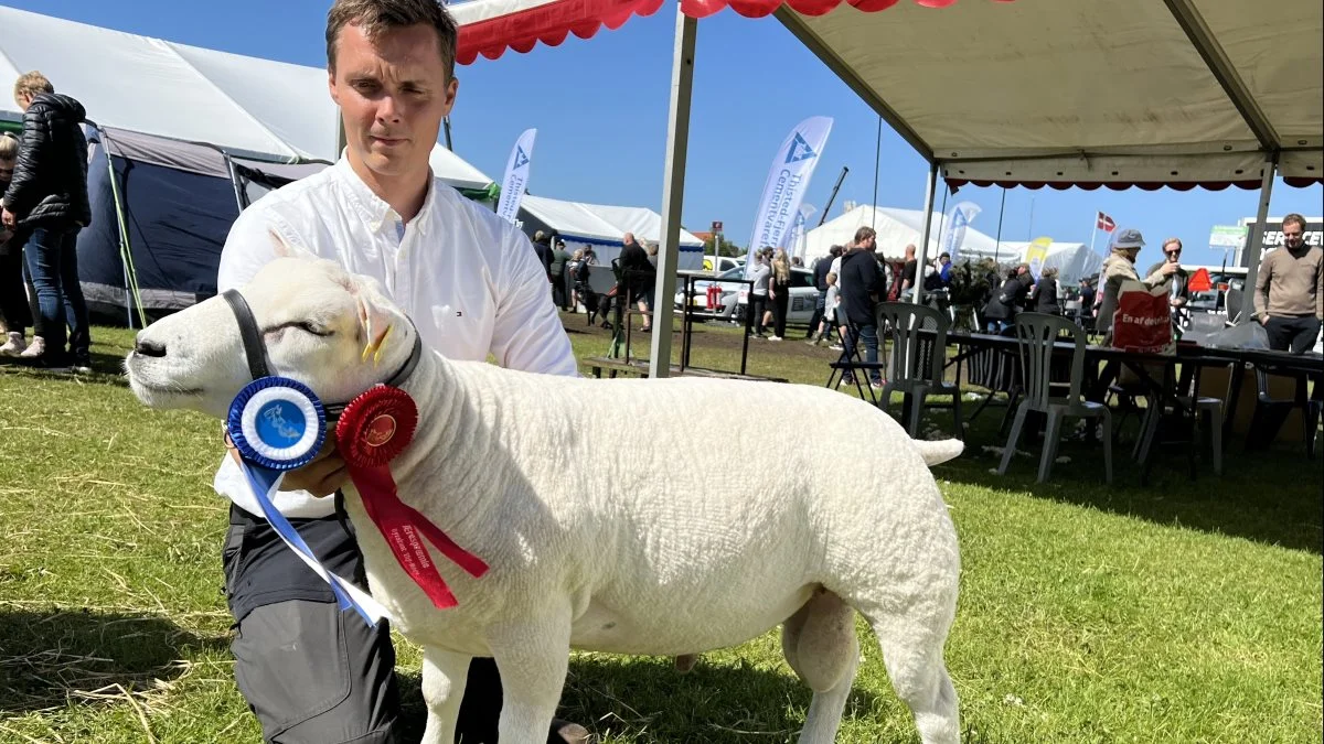 Bedste vædder: Thomas Noe Brogaard, Hellerød på Thyholm (Texel)