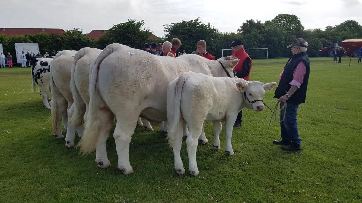 Bedste kødkvægsbesætningsgruppe: Jan og Anders Larsen, Storup ved Øster Assels (Charolais)