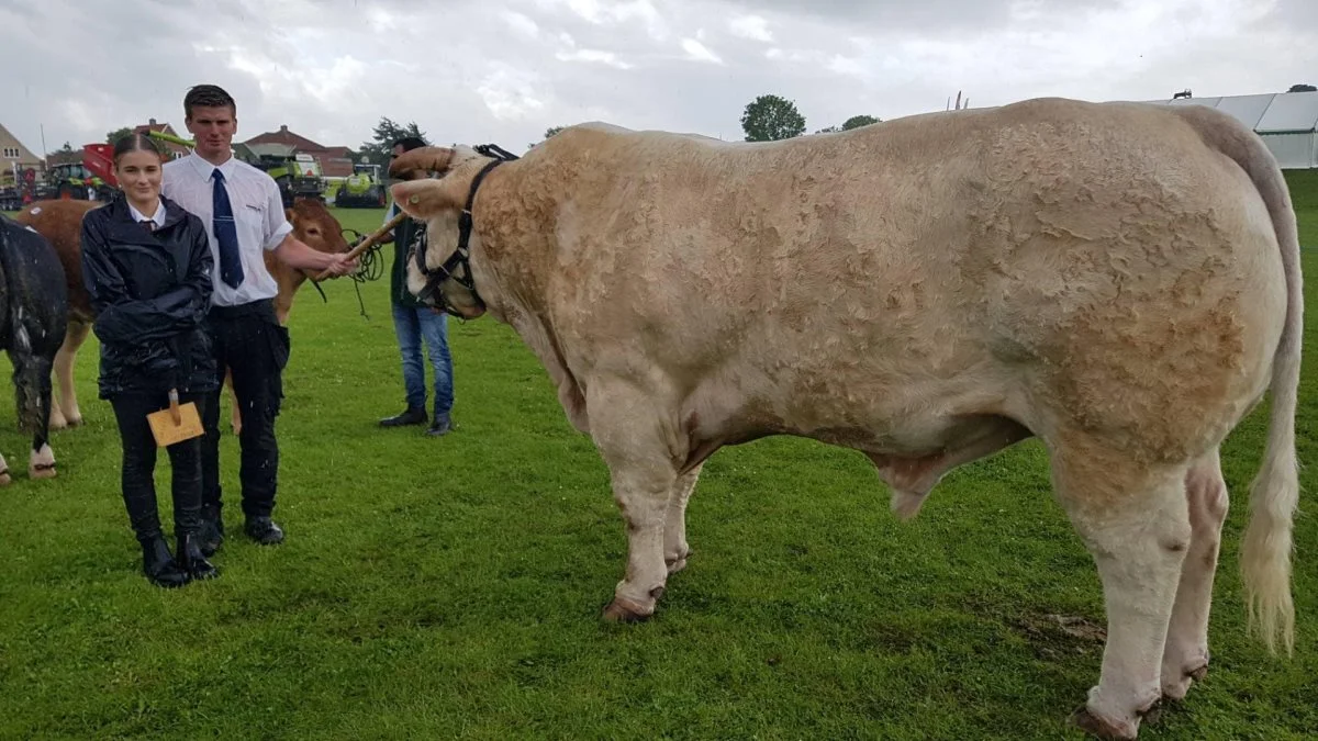 Bedste kødkvægstyr: Løngaard Charolais og Jan Larsen, Lønnerup ved Thisted (Charolais)
