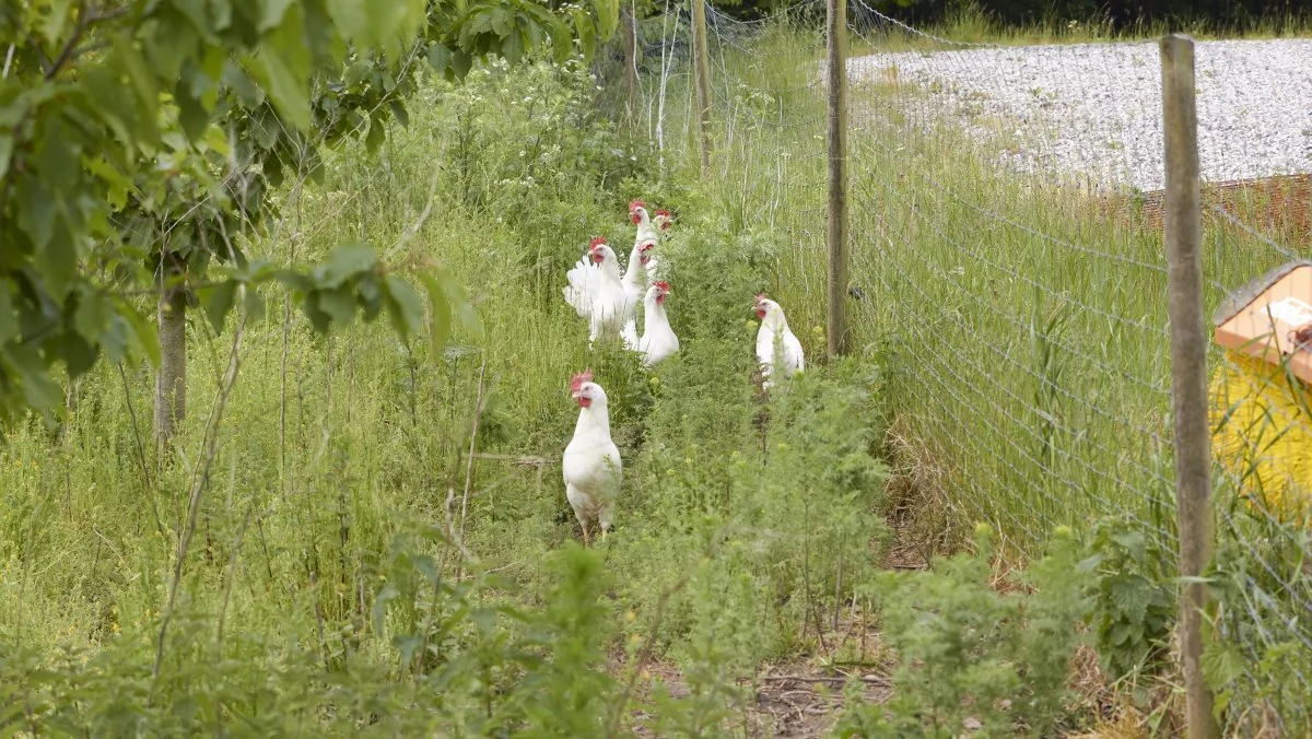 - Det her med at lukke lågerne, det har haft store konsekvenser, som ikke bare er forsvundet ved, at lågerne er åbne igen. Sådan siger formanden for æg- og fjerkræudvalget under Økologisk Landsforening. Fotos: Tenna Bang