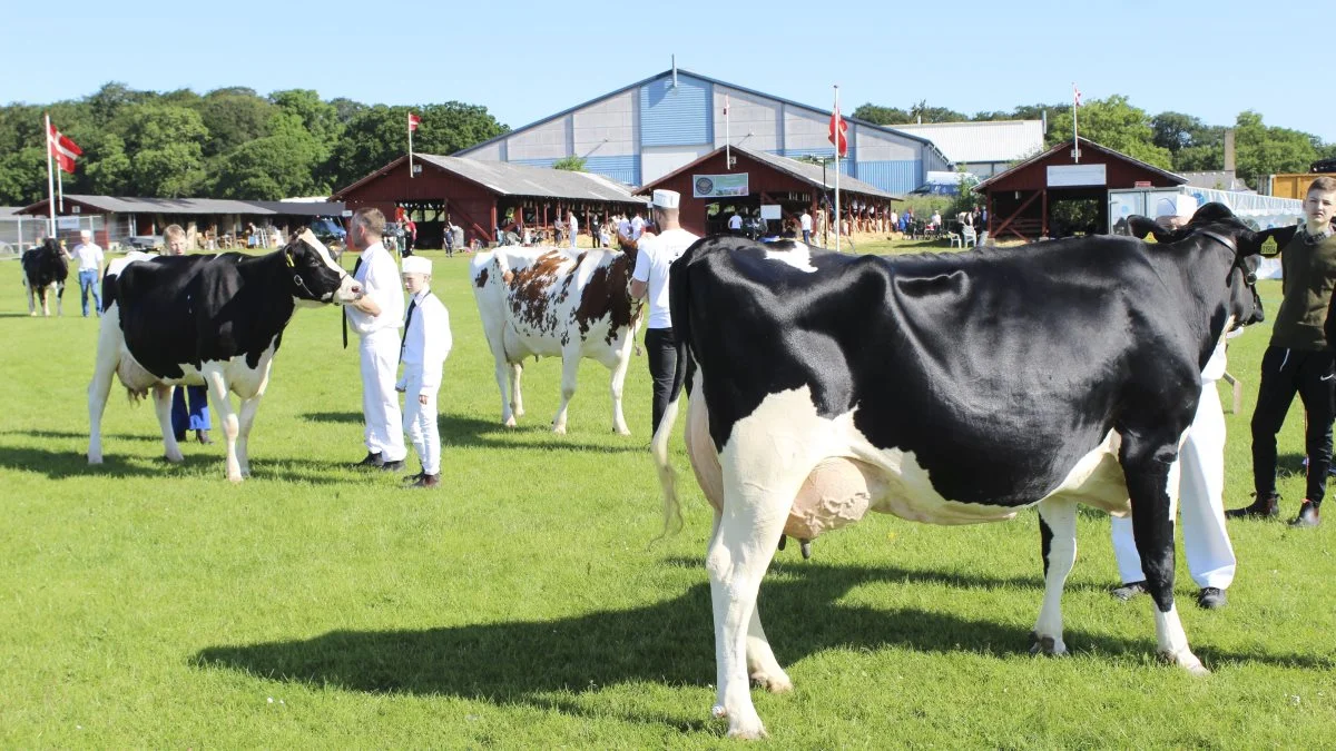 Køerne vil igen indtage ringen i Horsens, når dyrskuet den 18. og 19. juni vender tilbage. Arkivfoto